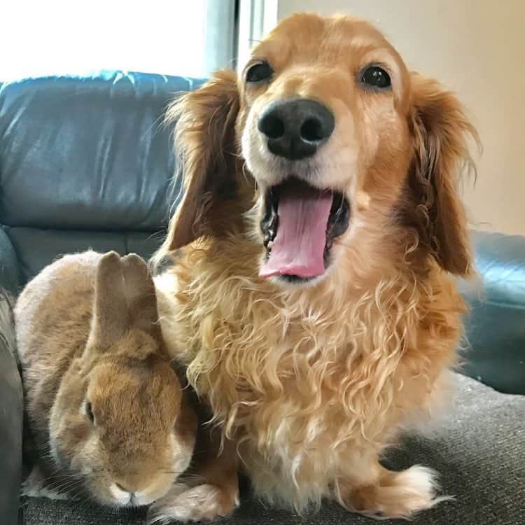 Chieko Shibutaさんのインスタグラム写真 - (Chieko ShibutaInstagram)「たろー🐶&うじゃこ🐰地方☁ お留守番の日🏠 たろー！ 退屈ですね～🐰💦 💕✨🐶🍀🐰✨💕 #dachshund #dachshunds #dachshundlove #dog #dogs #doglove #instadog #instagram #instagood #pet #pets #petsagram #cute #cutepe #cutepet #cutedog #cuteanimals #likes #09076999576 happy #smile #rabbit #ラビット #ミニュチュア #ミニュチュアダックス  #ミニュチュアダックスフント #うさぎ部 #うさぎ #ダックス #ダックスフンドロングヘアー#ねざーらんどわーふ」6月12日 15時55分 - chieko.81