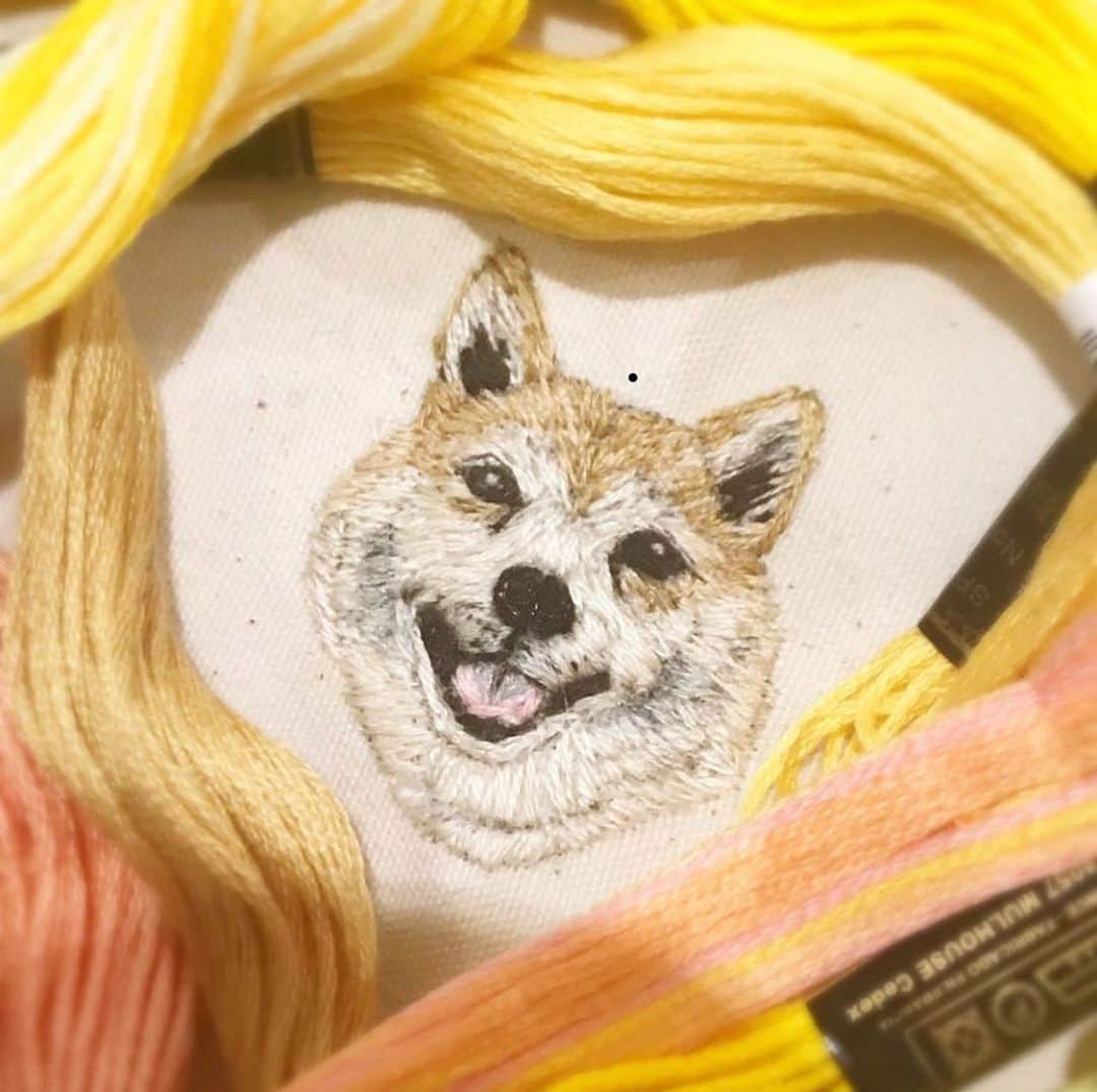 のインスタグラム：「刺繍作家さんの @kumikosuge さんが7月にやる展示でマル子をモデルに刺繍してくださっています。 他にも7匹の動物を刺すそうです。 とても可愛くてバカ親としては嬉しい限りです。 実物早く見たいです！ #マル子  #柴犬  #shiba」