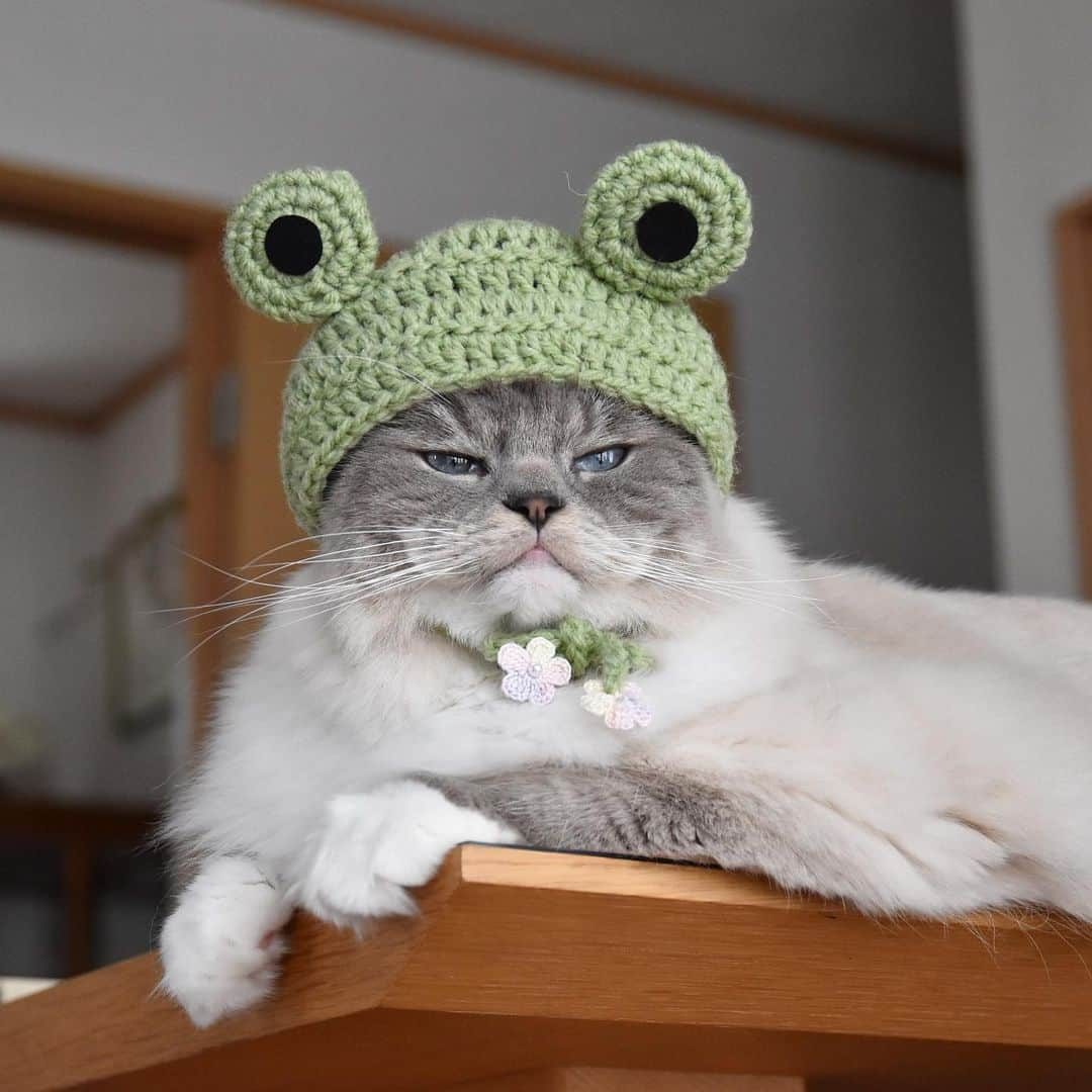 しるこさんのインスタグラム写真 - (しるこInstagram)「2019.6.12 雨降りそうだケロ~🐸 . #レンタル衣装部大中小 @cinatora  #寅コレ #寅コレ専属モデル @torachanthecat  可愛いのたくさん撮れたから小出ししよ〜😍 . れんちゃんお誕生日おめでとう🎂 #れんちゃんhappy14thbirthday2019 .」6月12日 16時31分 - shirukotan