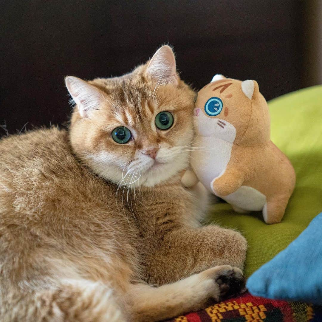 Hosicoさんのインスタグラム写真 - (HosicoInstagram)「Nothing too intense, just some light kissing. 🐥 Mini Plush Hosico 👉🏻 Link in bio @hosico_cat」6月12日 16時43分 - hosico_cat