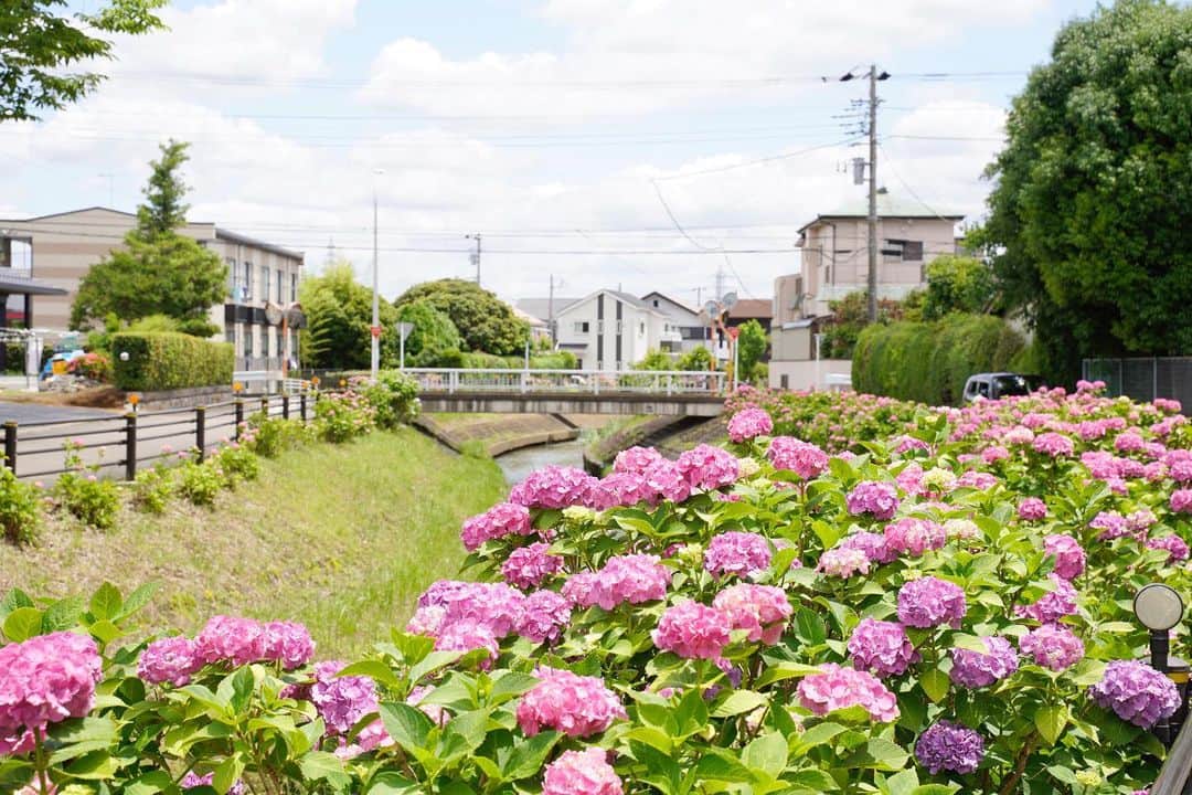 のインスタグラム：「* 6月、梅雨といえば あじさいの季節。 河内川は今年も あじさいでいっぱいです。 ***************** #手をつなぎたくなる街 #hiratsukagood #hiratsuka#平塚 #shonan#湘南 #kanagawaphotoclub #河内川#川 #紫陽花#アジサイ #あじさい#hydrangea #季節の花#梅雨 #紫陽花の季節 #はなまっぷ#ザ花部 #充実した休日 #週末の過ごし方 #日々#暮らし #instagramjapan#igersjp」