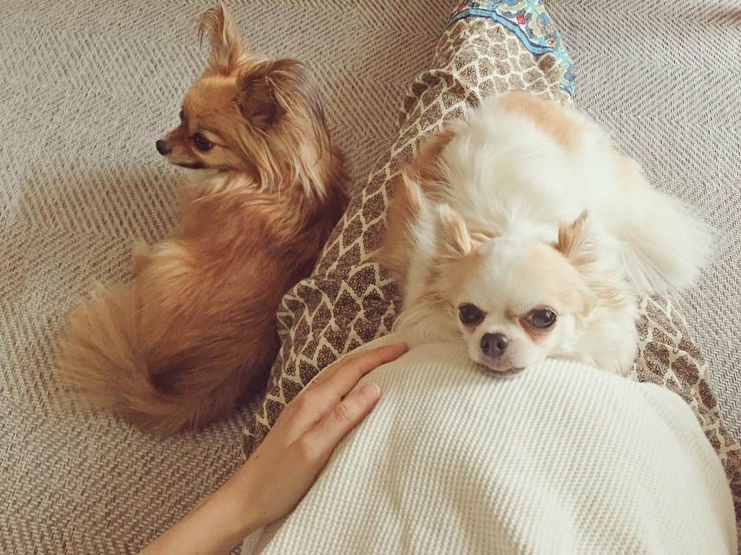 むらたさきさんのインスタグラム写真 - (むらたさきInstagram)「♡♡ ． ちょうどいい角度なのか？ ちーちゃん🐶が よくおなかに顎を乗せにくる👶☺️♡ ． ． 日々、2人👦👦に気を取られて 週数を気にするのは検診に行ったときくらい🙇‍♀️なので、 まだ6ヶ月かと思いきや、 先週からもう7ヶ月に突入しとった模様…^^;💦 ． 長男のときはアプリなどで “今日は◯w◯d か〜🐥♡” と、 目に見えん成長具合を毎日ドキドキしながら気にかけとったのになぁ🙏😂 (まぁ、そんなもんやよねぇ〜😂) ． ． ． 「兄2人共3週間くらい早く生まれとるので、 今回もそうなるだろうと予想しておいてくださいね✋」 と産院の先生に言われて😳、 (体質的なものもあるのかな？) ． カレンダーを見たら、 え？？もう3ヶ月後のはなし、、👶！？？ ． ． ． こんな暮らしっぷりじゃ あっという間にその日を迎えそうで、 心(＆環境)の準備が全く🙏追いつかんなぁ〜😂🗯 ． ． ． ． ． ． ． ． ． #妊娠7ヶ月 #チワワ #犬のいる暮らし #ママリ #instalove」6月12日 17時15分 - muratasaki