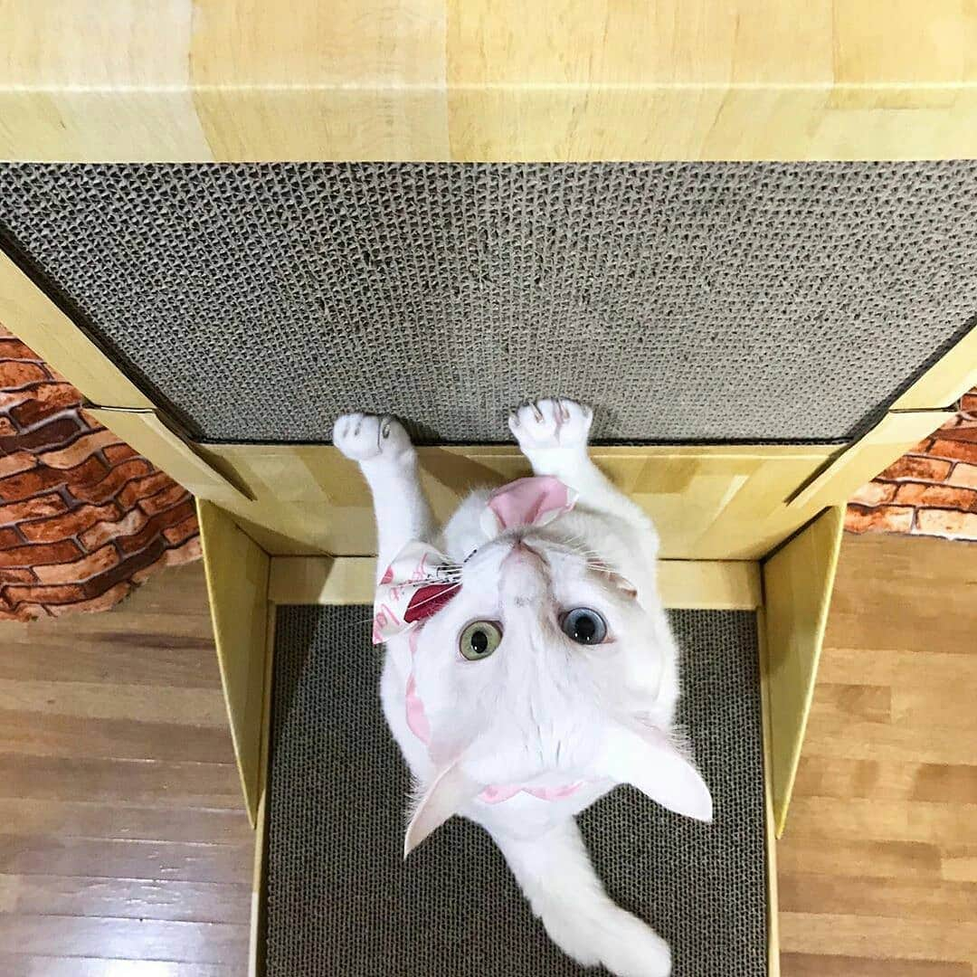 猫壱（ねこいち•ネコイチ）さんのインスタグラム写真 - (猫壱（ねこいち•ネコイチ）Instagram)「【Instagramに投稿して猫壱商品を貰っちゃおう✨】 立ってバリバリ💨💨 ▫ #真剣な表情💨 #たくさんバリバリしてね ▫ ▫ :::::::::#猫壱 ::::::: #猫壱キャンペーン 6月は#猫壱の爪とぎ が対象です👍 お写真の商品は#バリバリウォール でした✨ 対象商品をお持ちの皆様、ぜひご応募くださいね❤ ▫ ▫ Instagramに登場した商品はプロフィールのリンクよりご覧いただけます🎶 気になる方は @necoichicojp からチェックしてくださいね❤ ▫ ▫ Repost from @ike2910 thank-you💕💕💕💕」6月12日 17時25分 - necoichicojp