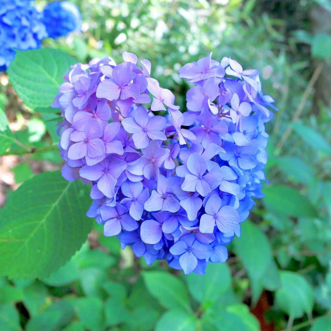 ANAのインスタグラム：「幸せが訪れますように💙  #anaタビキブン #紫陽花 #あじさい #アジサイ #ハート型 #ハートのあじさい #ハート型あじさい #福岡 #筥崎宮 #6月 #梅雨 #梅雨の晴れ間 #散歩 #日本の景色 #季節の花 #美しい #hydrangea #fukuoka #june #rainyseason #heart #beautiful #japantrip #travel #amazingtrip  旅の思い出は「#anaタビキブン」をつけて投稿してね✨インスタやANAの各メディアでご紹介していきます✈️」