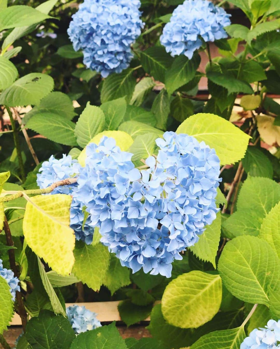 湯浅喬子のインスタグラム：「先日、京都で見つけた ハートの紫陽花💙 、 行きたかったカキ氷の タスキ へ🍧 今月限定の #レモンパイカキ氷 と #コーヒーゼリー 🍋☕️美味しかった♥️ 、 それからお知らせ！ 、 iDAさん ( @ida.college )からお誘い頂き VMD講座に参加します💕 ずっと気になってたアパレルの講座👚 、 日時:6/28(金)14時〜16時⌚︎ 場所:阪急ターミナルビル7F「visions longe」 ご予約・詳細確認は @ida.college プロフィールURL →「スケジュール/お申込みはこちら」へ 、 #apparel#fashion#display#かき氷#ice #iDAカレッジ#梅田#VMD #VMDのお仕事#ディスプレイ #おしゃれさんと繋がりたい #アパレル店員#アパレルスタッフ」