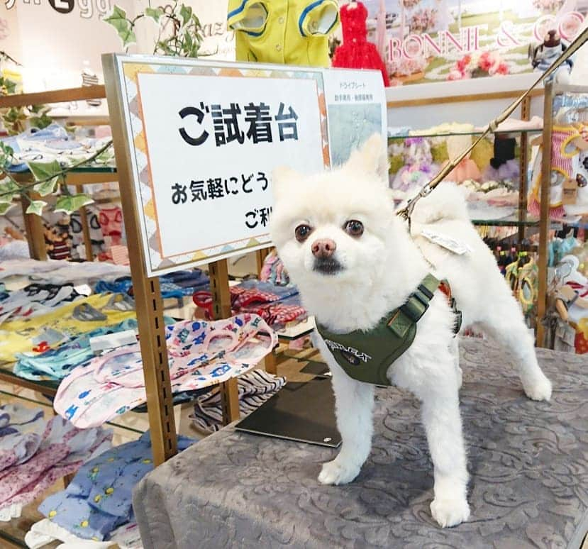 伊勢みずほさんのインスタグラム写真 - (伊勢みずほInstagram)「ふぅを連れてスマイルワンさんへ✨ 古くなってきたリードを新調❗ かっこよく！AVIREXのにしたワン🐕  気軽に試着できるのが嬉しいなぁ🎵 ふぅはポメラニアンなのにサイズが2Lって。。。😅😅😅大きく育ったね😅💘 レインコートも猫ちゃんのフードも ものすごーく充実してました✨  #スマイルワン  #新潟市  #ペットショップ  #殺処分ゼロ #生体販売をやめたショップ #拍手喝采 #英断 #ポメラニアン  #ぽめすたぐらむ #ぽめらにあん #犬部 #わんすたぐらむ #いぬすたぐらむ #白い犬 #avirex #avirexjapan #いぬのいる暮らし #いぬすきさんと繋がりたい🐶 #試着 #リード #ファッション  #猫部 #フードも充実 #おやつ #お買い物 #楽しい店  #伊勢みずほ #アナウンサー  #親ばか #旦那もふぅも目をつむってる🤣」6月12日 18時03分 - isemizuhoo