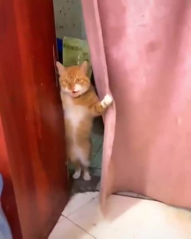 のインスタグラム：「Hello there hooman did you make a reservation ?⠀ ⠀ #meowed #tabby #gingercat #貓店長」