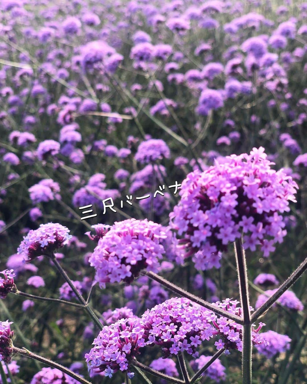 チズさんのインスタグラム写真 - (チズInstagram)「高台に咲く花畑💐 青空と見渡す海🏝 毎日ここでお散歩してるわんちゃん🐕🐾と出会いました❤︎ ほんと羨ましいぃ〜✨ #あわじ花さじき  #淡路島  #ポピー#八尺バーベナ #あさが来たロケ地  #絶景 #タダスポ #ワンコとお出かけ 🐕💨 #Mダックス #ダックス #ミニチュアダックスフンド #ミニチュアダックスクリーム #短足犬 #短足部 #カニンヘンダックス #関西ダックス#親父犬 #ダックス13歳#シニア犬 #犬は家族#犬なしでは生きていけません会 #インスタでわんこみるのが日課 ♡♡」6月12日 18時15分 - sqi.chizu