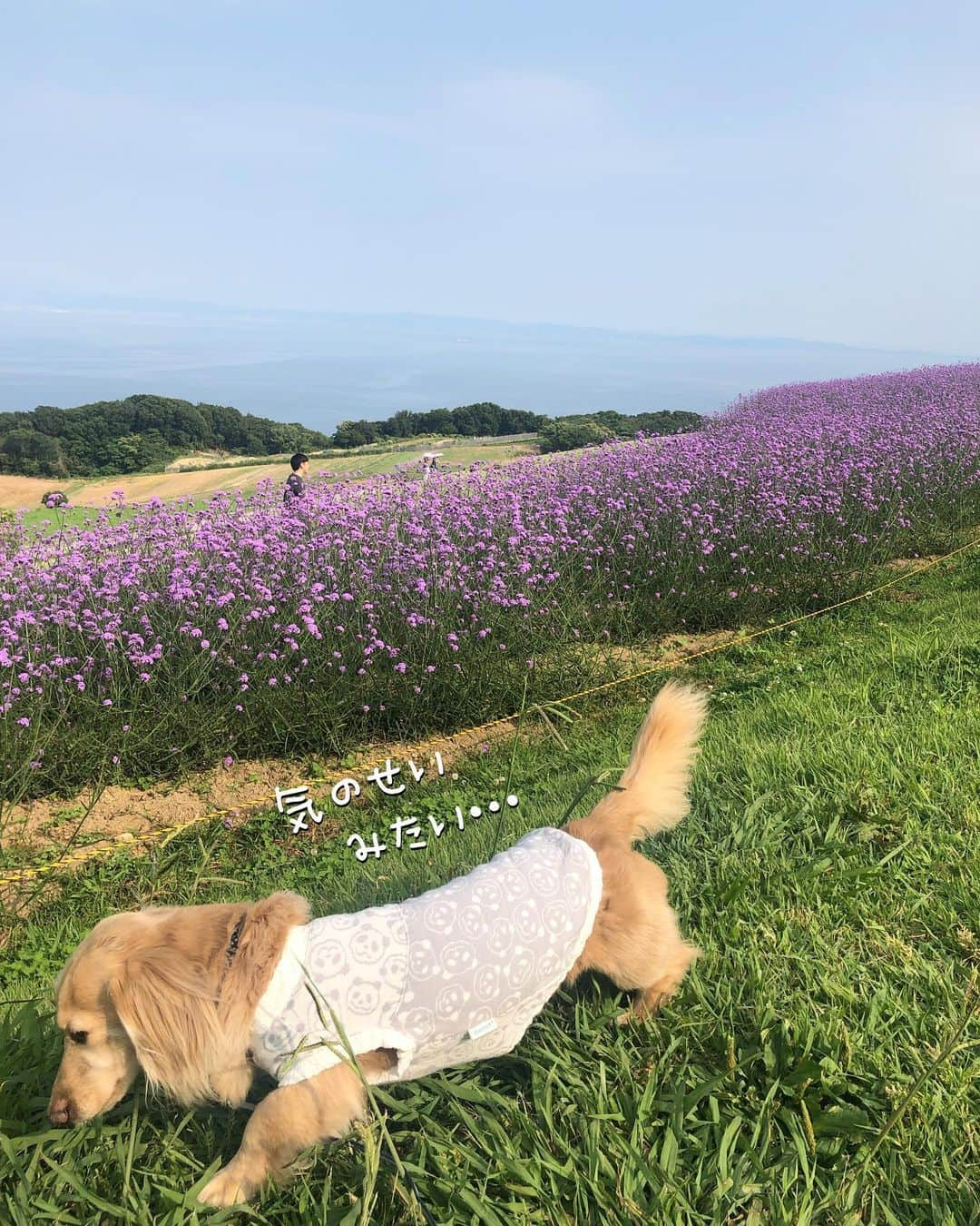 チズさんのインスタグラム写真 - (チズInstagram)「高台に咲く花畑💐 青空と見渡す海🏝 毎日ここでお散歩してるわんちゃん🐕🐾と出会いました❤︎ ほんと羨ましいぃ〜✨ #あわじ花さじき  #淡路島  #ポピー#八尺バーベナ #あさが来たロケ地  #絶景 #タダスポ #ワンコとお出かけ 🐕💨 #Mダックス #ダックス #ミニチュアダックスフンド #ミニチュアダックスクリーム #短足犬 #短足部 #カニンヘンダックス #関西ダックス#親父犬 #ダックス13歳#シニア犬 #犬は家族#犬なしでは生きていけません会 #インスタでわんこみるのが日課 ♡♡」6月12日 18時15分 - sqi.chizu