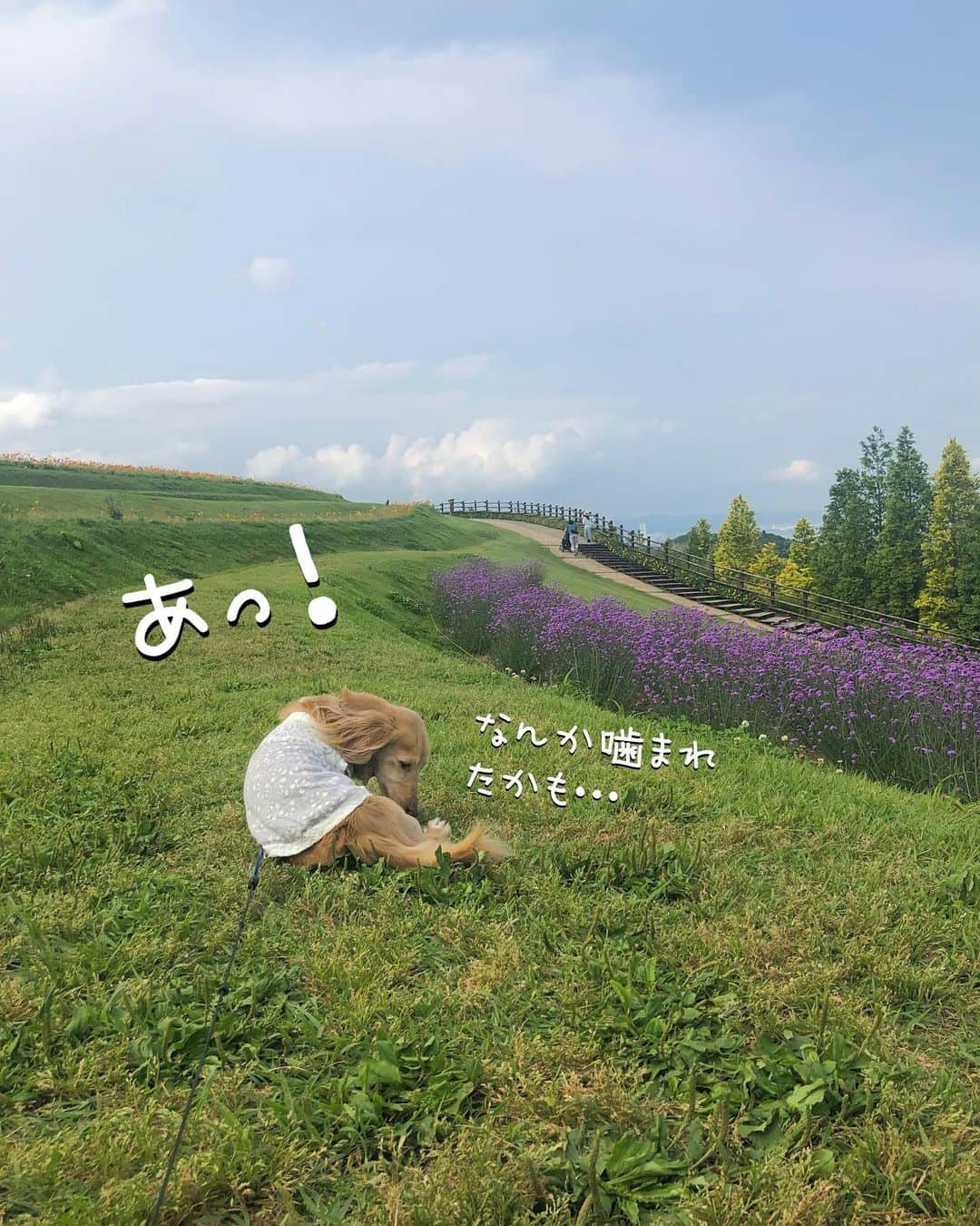 チズさんのインスタグラム写真 - (チズInstagram)「高台に咲く花畑💐 青空と見渡す海🏝 毎日ここでお散歩してるわんちゃん🐕🐾と出会いました❤︎ ほんと羨ましいぃ〜✨ #あわじ花さじき  #淡路島  #ポピー#八尺バーベナ #あさが来たロケ地  #絶景 #タダスポ #ワンコとお出かけ 🐕💨 #Mダックス #ダックス #ミニチュアダックスフンド #ミニチュアダックスクリーム #短足犬 #短足部 #カニンヘンダックス #関西ダックス#親父犬 #ダックス13歳#シニア犬 #犬は家族#犬なしでは生きていけません会 #インスタでわんこみるのが日課 ♡♡」6月12日 18時15分 - sqi.chizu