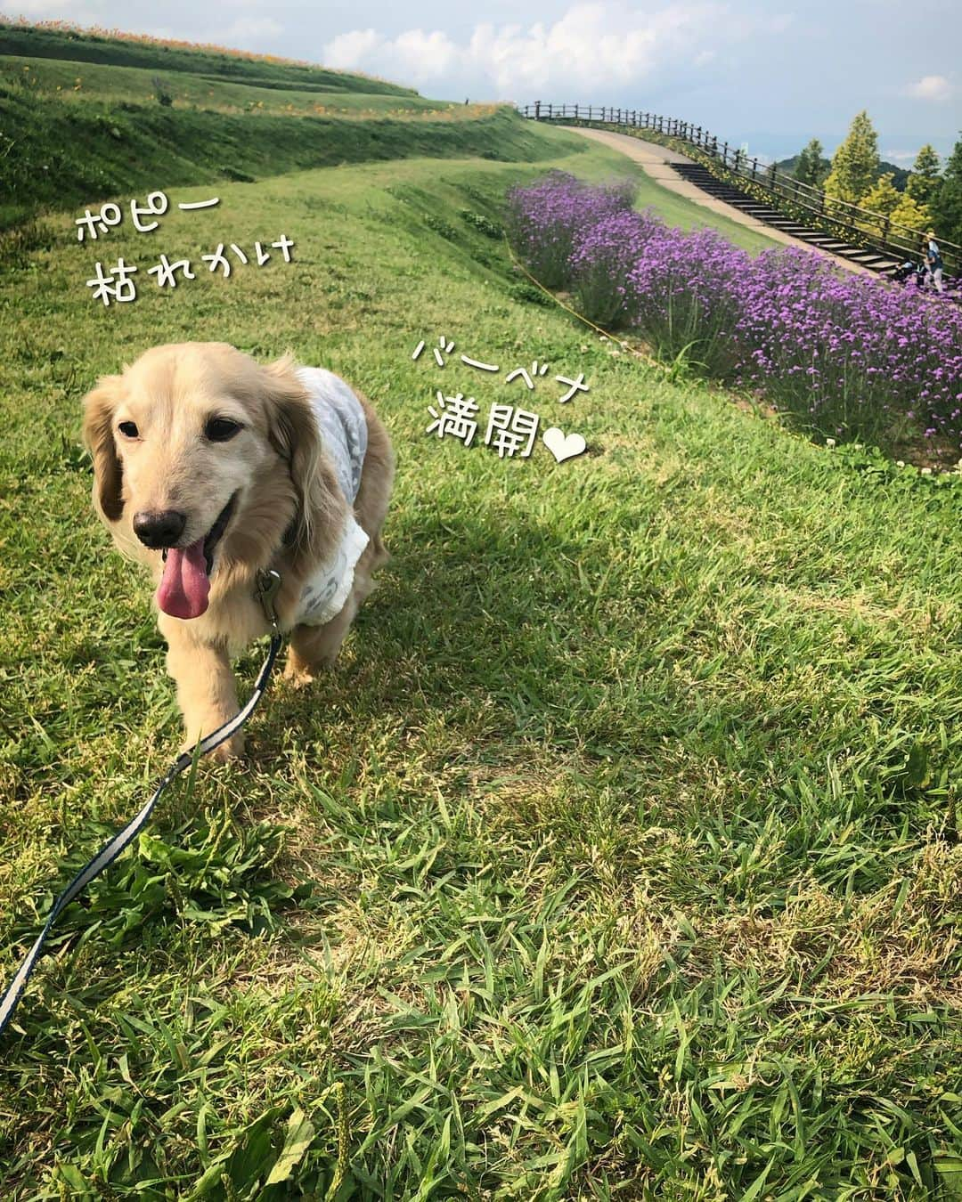 チズさんのインスタグラム写真 - (チズInstagram)「高台に咲く花畑💐 青空と見渡す海🏝 毎日ここでお散歩してるわんちゃん🐕🐾と出会いました❤︎ ほんと羨ましいぃ〜✨ #あわじ花さじき  #淡路島  #ポピー#八尺バーベナ #あさが来たロケ地  #絶景 #タダスポ #ワンコとお出かけ 🐕💨 #Mダックス #ダックス #ミニチュアダックスフンド #ミニチュアダックスクリーム #短足犬 #短足部 #カニンヘンダックス #関西ダックス#親父犬 #ダックス13歳#シニア犬 #犬は家族#犬なしでは生きていけません会 #インスタでわんこみるのが日課 ♡♡」6月12日 18時15分 - sqi.chizu