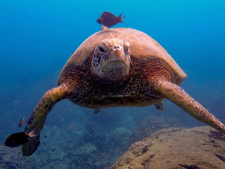 阿島ゆめさんのインスタグラム写真 - (阿島ゆめInstagram)「🌹 . . カメさんづくし🐢❤️ . ウミガメはハワイでホヌと呼ばれてて 海の守り神として扱われてます🐢🐢 . たろさん(@hawaiitaro )から教えてもらった 秘密スポットでたくさんのホヌと 出会うことができました🥺❣️ . #ホヌ #ウミガメ #ハワイ旅行 #hawaii #ハワイ #oahu #スキンダイビング」6月12日 18時22分 - yume_ajima