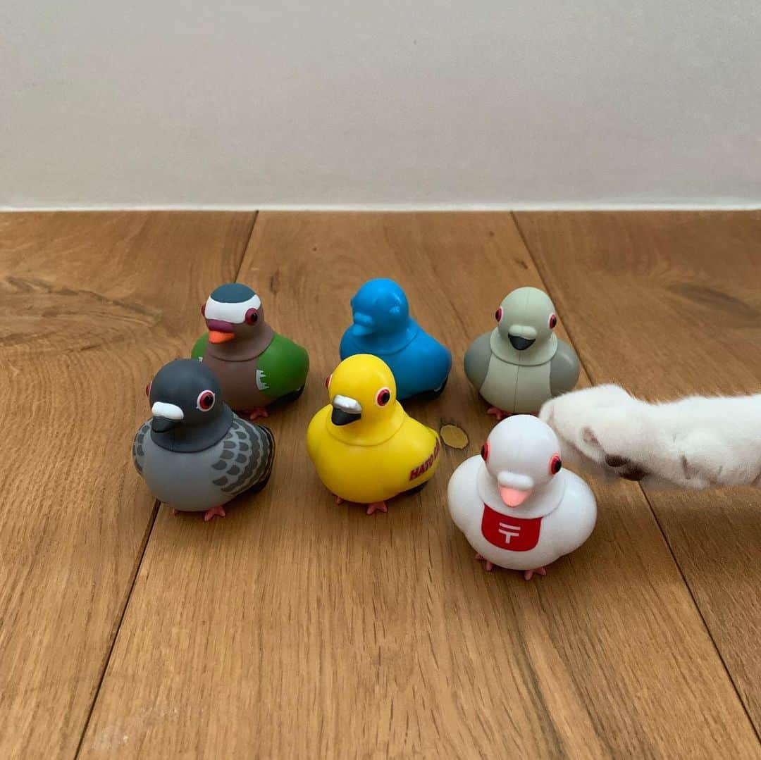 猫ラボさんのインスタグラム写真 - (猫ラボInstagram)「首をカクカクしながら走るハトカーをいただいてうれしい飼主と、隙あらば狩ろうとする猫のひとたち」6月12日 18時26分 - nekolabo