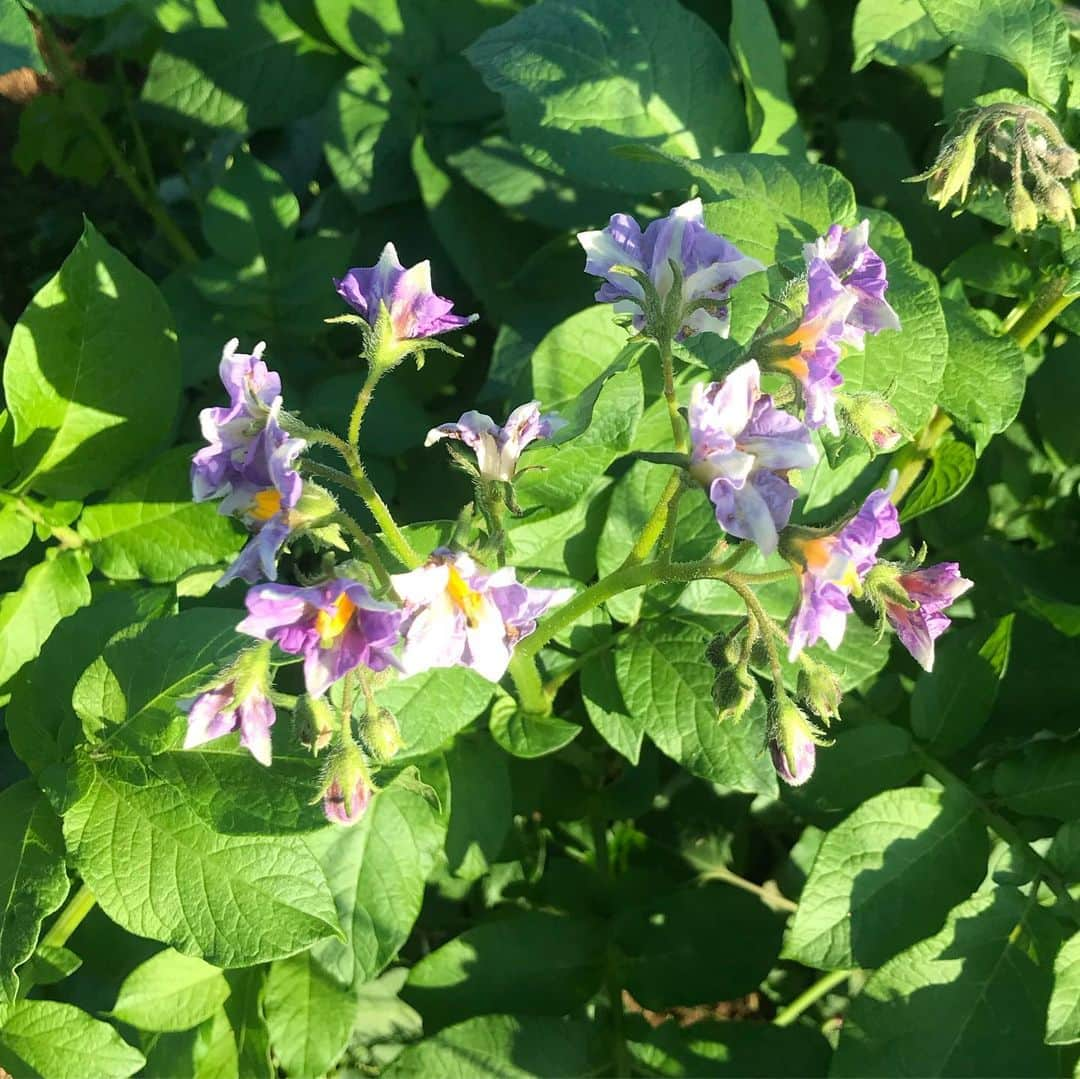 大河壮太さんのインスタグラム写真 - (大河壮太Instagram)「綺麗な花の下にはじゃがいも🥔  1枚目の白い花#男爵  2枚目の紫の花#メークイン  #お野菜太郎#農業芸人#仙台坪沼#坪沼」6月12日 18時31分 - 0831taro