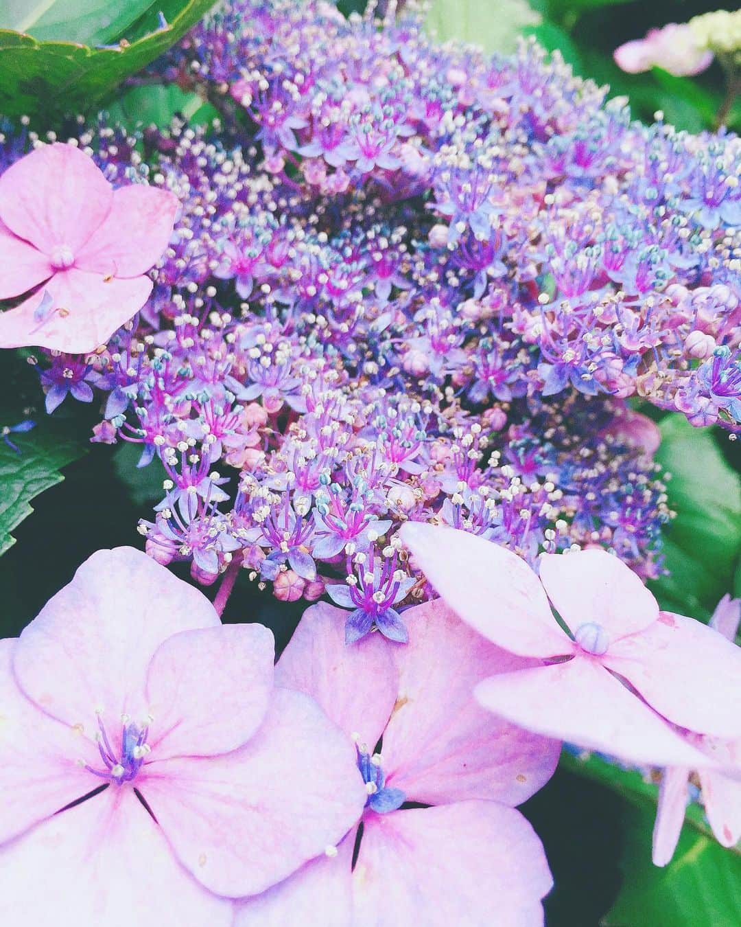 階上実穂さんのインスタグラム写真 - (階上実穂Instagram)「この前久々に実家帰ったら満開だった紫陽花💜💜💜 紫陽花ってあんまり好きじゃないけど真ん中の小さいお花がかわいかったわ◟̆◞̆୨୧˖  これをドライフラワーにしたいけど乾いた頃には花びら無くなってそうだからやめたw」6月12日 18時36分 - miho_ishigami
