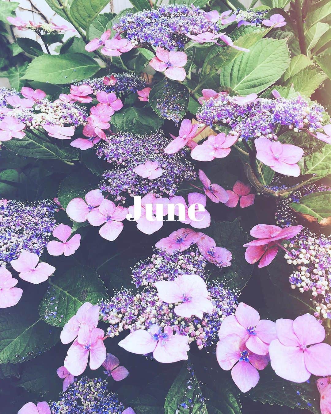 階上実穂さんのインスタグラム写真 - (階上実穂Instagram)「この前久々に実家帰ったら満開だった紫陽花💜💜💜 紫陽花ってあんまり好きじゃないけど真ん中の小さいお花がかわいかったわ◟̆◞̆୨୧˖  これをドライフラワーにしたいけど乾いた頃には花びら無くなってそうだからやめたw」6月12日 18時36分 - miho_ishigami