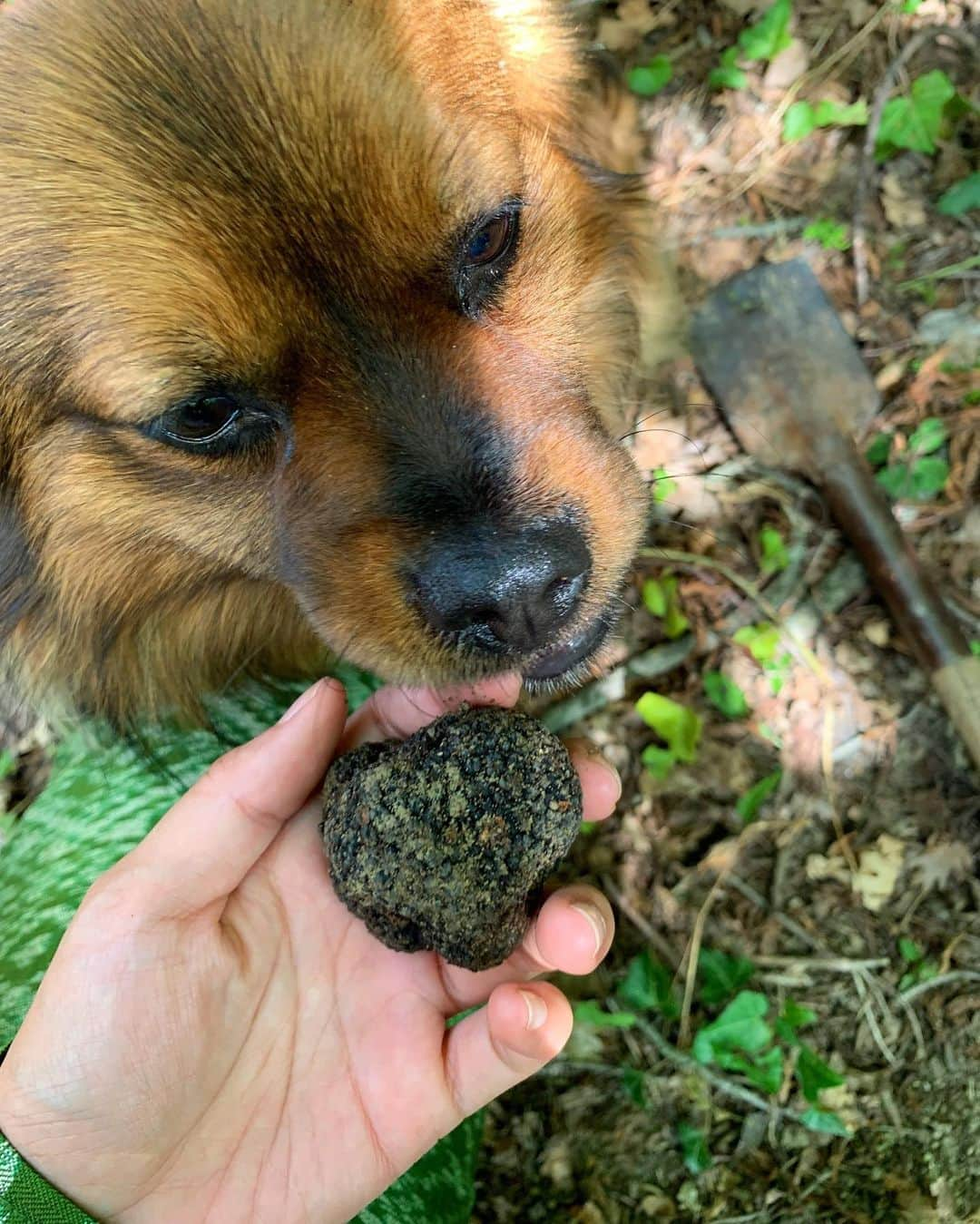 Amata Chittaseneeさんのインスタグラム写真 - (Amata ChittaseneeInstagram)「@prodantartufi 🍄 truffle truffle truffle hunting :) always so happy to be back with the family 😊 #shareistria #visitistria #truffle #trufflehunting #croatia #pearypiegoesgreen #pearypiearoundtheworld」6月12日 18時48分 - pearypie