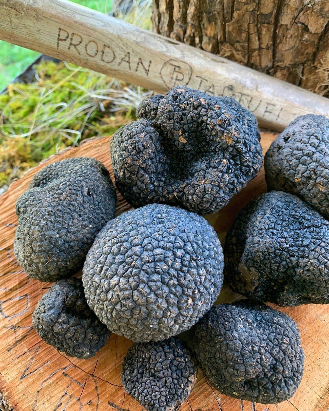 Amata Chittaseneeさんのインスタグラム写真 - (Amata ChittaseneeInstagram)「@prodantartufi 🍄 truffle truffle truffle hunting :) always so happy to be back with the family 😊 #shareistria #visitistria #truffle #trufflehunting #croatia #pearypiegoesgreen #pearypiearoundtheworld」6月12日 18時48分 - pearypie