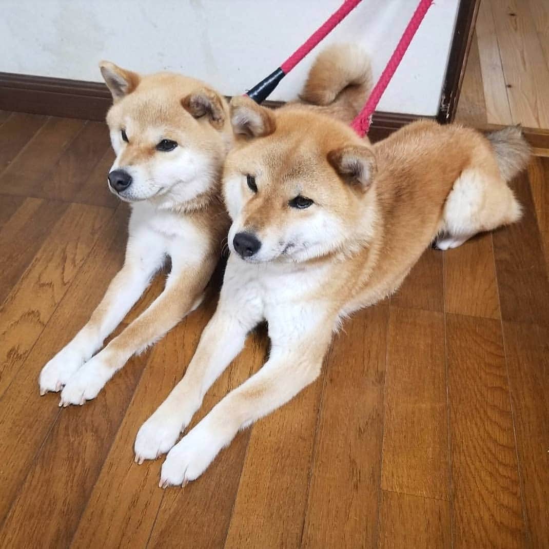 柴犬たま Shibainu Tamaさんのインスタグラム写真 - (柴犬たま Shibainu TamaInstagram)「待つのも飽きるのも同じタイミング🤭(笑) * Caption trans🇬🇧 They act simultaneously🤭(lol) * #柴犬たま #たママ #たま家族 #柴犬ミケ #親子シンクロ #似た者親子 #仲良し親子 #おこぼれハンター #スフィンクス座り #柴犬落ちてます #柴犬 #shiba #shibainu #shibastagram #犬 #dog #多頭飼い」6月12日 18時58分 - tama7653