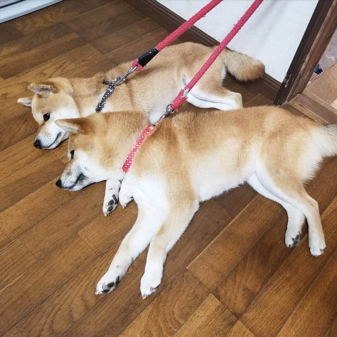 柴犬たま Shibainu Tamaさんのインスタグラム写真 - (柴犬たま Shibainu TamaInstagram)「待つのも飽きるのも同じタイミング🤭(笑) * Caption trans🇬🇧 They act simultaneously🤭(lol) * #柴犬たま #たママ #たま家族 #柴犬ミケ #親子シンクロ #似た者親子 #仲良し親子 #おこぼれハンター #スフィンクス座り #柴犬落ちてます #柴犬 #shiba #shibainu #shibastagram #犬 #dog #多頭飼い」6月12日 18時58分 - tama7653
