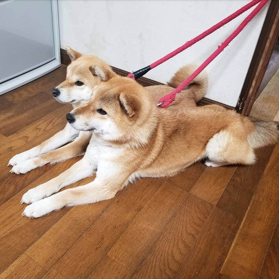 柴犬たま Shibainu Tamaさんのインスタグラム写真 - (柴犬たま Shibainu TamaInstagram)「待つのも飽きるのも同じタイミング🤭(笑) * Caption trans🇬🇧 They act simultaneously🤭(lol) * #柴犬たま #たママ #たま家族 #柴犬ミケ #親子シンクロ #似た者親子 #仲良し親子 #おこぼれハンター #スフィンクス座り #柴犬落ちてます #柴犬 #shiba #shibainu #shibastagram #犬 #dog #多頭飼い」6月12日 18時58分 - tama7653