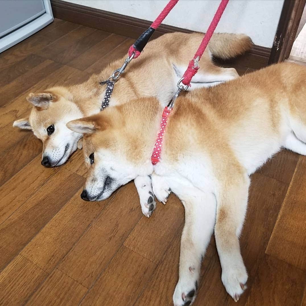 柴犬たま Shibainu Tamaさんのインスタグラム写真 - (柴犬たま Shibainu TamaInstagram)「待つのも飽きるのも同じタイミング🤭(笑) * Caption trans🇬🇧 They act simultaneously🤭(lol) * #柴犬たま #たママ #たま家族 #柴犬ミケ #親子シンクロ #似た者親子 #仲良し親子 #おこぼれハンター #スフィンクス座り #柴犬落ちてます #柴犬 #shiba #shibainu #shibastagram #犬 #dog #多頭飼い」6月12日 18時58分 - tama7653