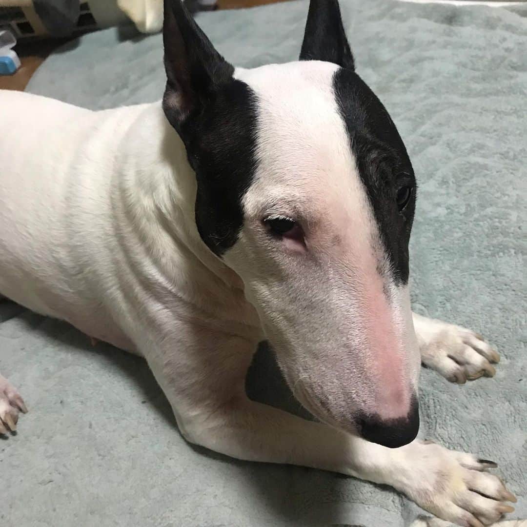 のインスタグラム：「#minituru#bull#terrier#minibullterrier#miniturubullterrier#dog#dogstagram#cute#qtaro#love#family#ミニチュア#ブルテリア#ミニチュアブルテリア#Q太郎」
