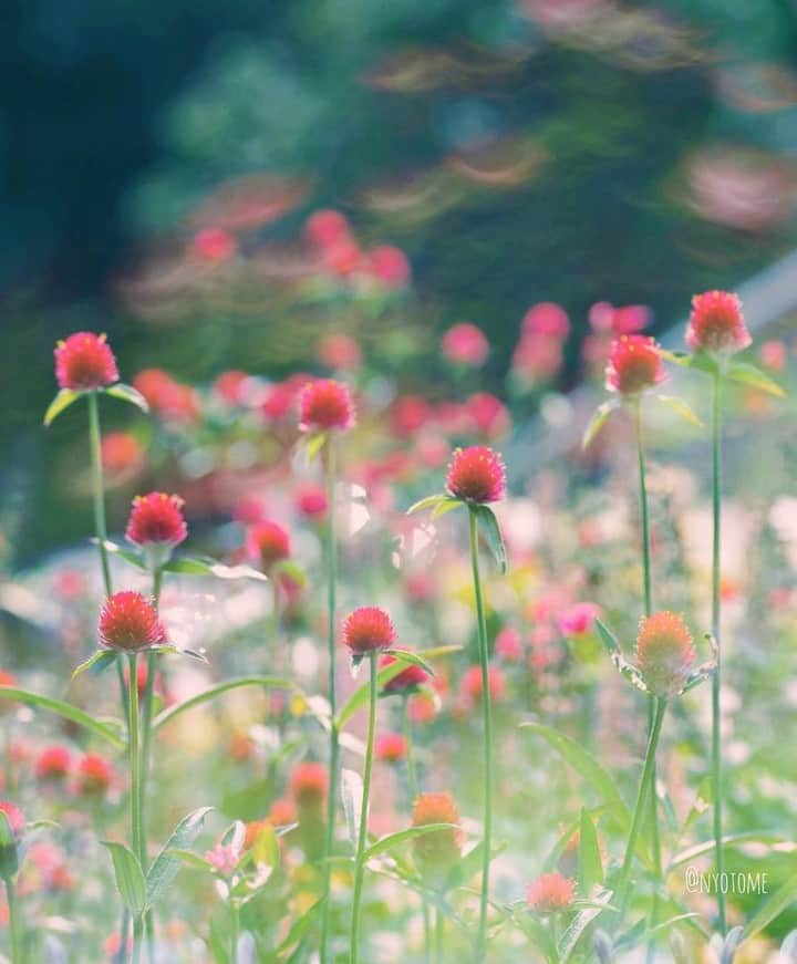 花の写真館のインスタグラム：「Photo by @nyotome.⠀ https://instagram.com/nyotome/⠀ .⠀ Original Post[投稿頂いたURL]⠀ https://www.instagram.com/p/BlNotx7n1jq/⠀ .⠀ 本アカウントは、 #私の花の写真 をつけてInstagramに投稿された皆さまの花の写真や、「花の写真館」Facebookページで投稿された花の写真を紹介します。⠀ 「花の写真館」Facebookページは、「 @floral.photograph 」のプロフィールにあるURLからご覧ください。⠀ .⠀ #花の写真館 #floralphotograph #floralphoto #flower #flowers #富士フイルム #FUJIFILM⠀ Follow: @floral.photograph」