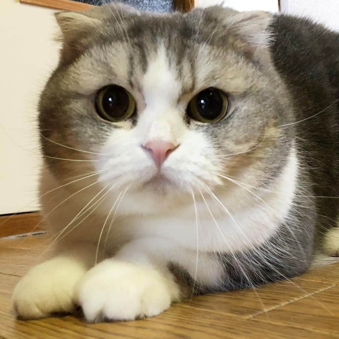 *eri*さんのインスタグラム写真 - (*eri*Instagram)「こんばんは*.♪｡★*･ カミナリ⚡️すごいww😱💦 2019.6.12 #猫 #ねこ #スコティッシュフォールド #ネコ #ねこ部 #にゃんこ #スコティッシュ#ニャンコ#ペット#スコ#猫部#cat #Scottishfold」6月12日 19時28分 - eriten8