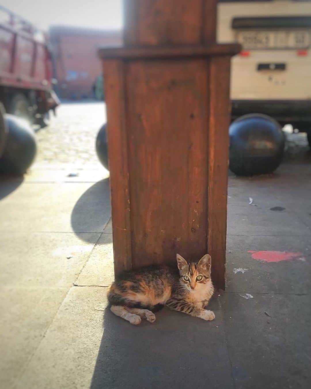 ねこさんのインスタグラム写真 - (ねこInstagram)「おはよう☺️ #neko_magazine #ねこ #猫 #ネコ #catstagram #cat #ねこマガジン #NEKONOBA」6月13日 6時21分 - neko_magazine