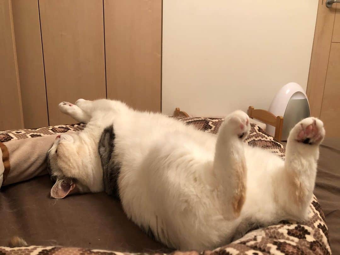 Natsukiさんのインスタグラム写真 - (NatsukiInstagram)「昨夜のしらすの寝姿w 昨夜から今朝にかけて、ずーっとご機嫌にべたべたくっついてきて可愛かったのです(笑) でも、枕を奪うのはやめてほしいw  #cat  #scottishfold  #猫のいる暮らし」6月13日 6時24分 - milky517