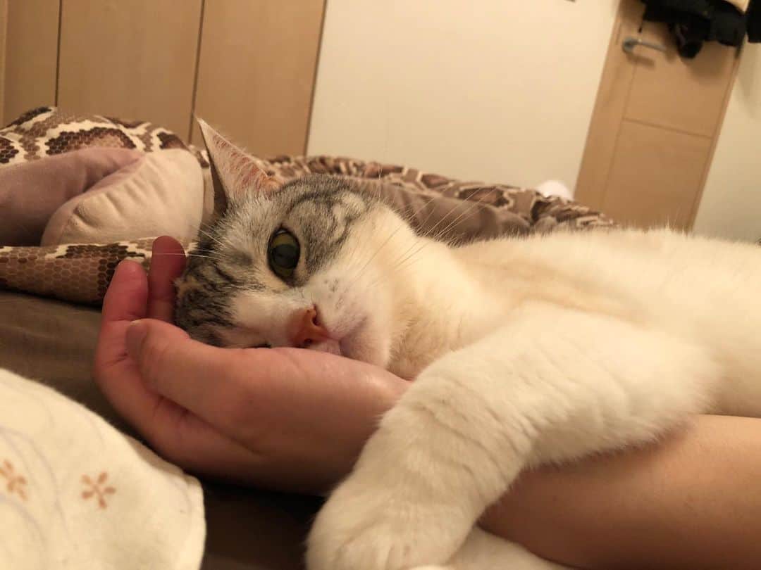 Natsukiのインスタグラム：「昨夜のしらすの寝姿w 昨夜から今朝にかけて、ずーっとご機嫌にべたべたくっついてきて可愛かったのです(笑) でも、枕を奪うのはやめてほしいw  #cat  #scottishfold  #猫のいる暮らし」