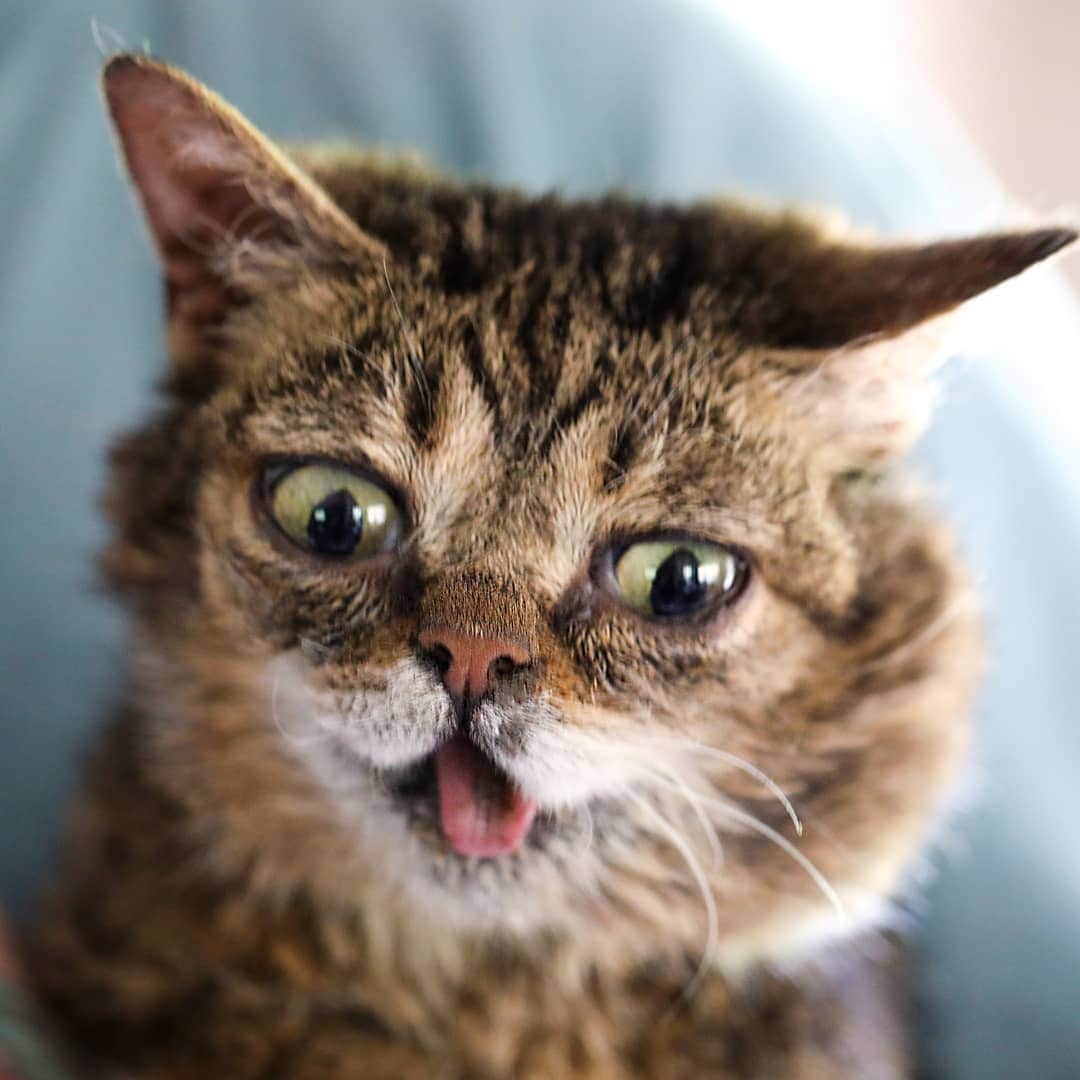 Lil BUBさんのインスタグラム写真 - (Lil BUBInstagram)「And just like that, after years of waiting, BUB delivers a brand new whacky face. #themanyfacesofBUB #goodjobbub」6月13日 5時02分 - iamlilbub