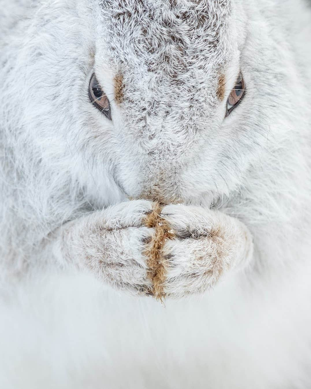 thephotosocietyさんのインスタグラム写真 - (thephotosocietyInstagram)「Photograph by @andyparkinsophoto/@thephotosociety  Mountain hare grooming – In every photographic circumstance in which I find myself there is always an aspect of reactivity about it. Whilst some photographers plan meticulously every aspect of the images that they seek to produce I tend to favour the more organic, chaotic approach. This usually involves wandering aimlessly into the mountains and then just deciding off the cuff, factoring in light, wind speed, snow cover etc what I’m going to try and photograph. One of the great benefits of course of having spent so much time with mountain hares is that I can be incredibly selective in terms of what I will or won’t shoot. Earlier this year, during the 5 weeks that @kevmorgans and I worked with them there was little if any snow cover. Patches of distracting snow however created annoying distractions all over the plateau and this of course modified how I chose to work. This image, of a favourite hare of ours called Lady, typified this approach. On this day she had chosen to sit on a small patch of snow, which was beneficial as it allowed lots of reflected light to bounce up underneath her, filling in shadows and creating a wonderfully even tone. She was however surrounded by snow free moorland and I’m yet to see an image that works where both patchy snow and exposed moorland feature. For me the decision was obvious and that was to work at close quarters, focussing in on the subtle details and hoping that when she groomed or stretched that a tightly cropped image would work. Here as she groomed I was blessed by both the symmetry of her paws but also the intensity of her gaze and for that reason it is an image that I quite like. As always though I’d really appreciate to learn what all of you think so if you do get a moment then please do let me know. Thanks as always by the way for all of your fantastic support, it is so, so appreciated.」6月13日 5時28分 - thephotosociety