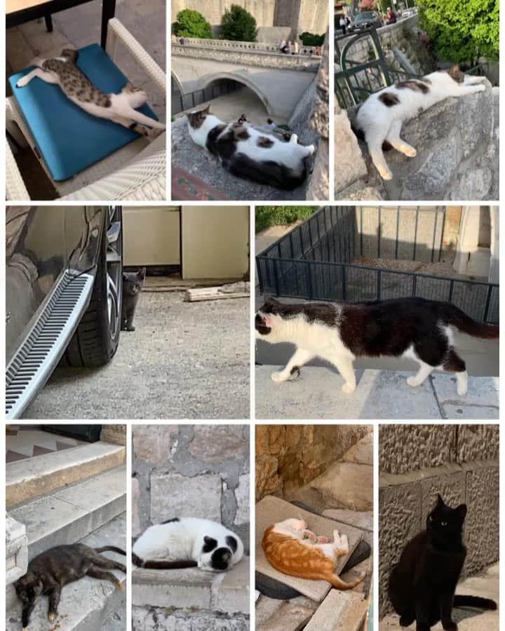 のインスタグラム：「.﻿ #ドブロブニク で出会った﻿ #ねこ 達﻿ #だいたい寝てた ﻿ #餌は充分﻿ #ねこすたぐらむ ﻿ #海外旅行 ﻿ #投資女子﻿ ﻿ ﻿ ﻿ ⭐️日本を飛び出し自由に豊かになりたい⭐️﻿ ﻿ そんな貴方はプロフLINEから情報を受け取ってね﻿ ↓↓↓﻿ @marigram_uu_」