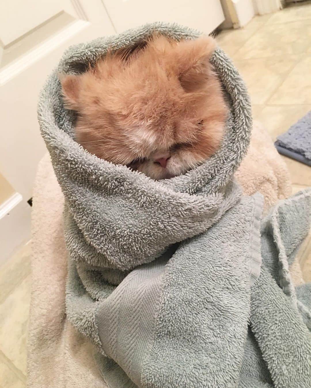Aww Clubのインスタグラム