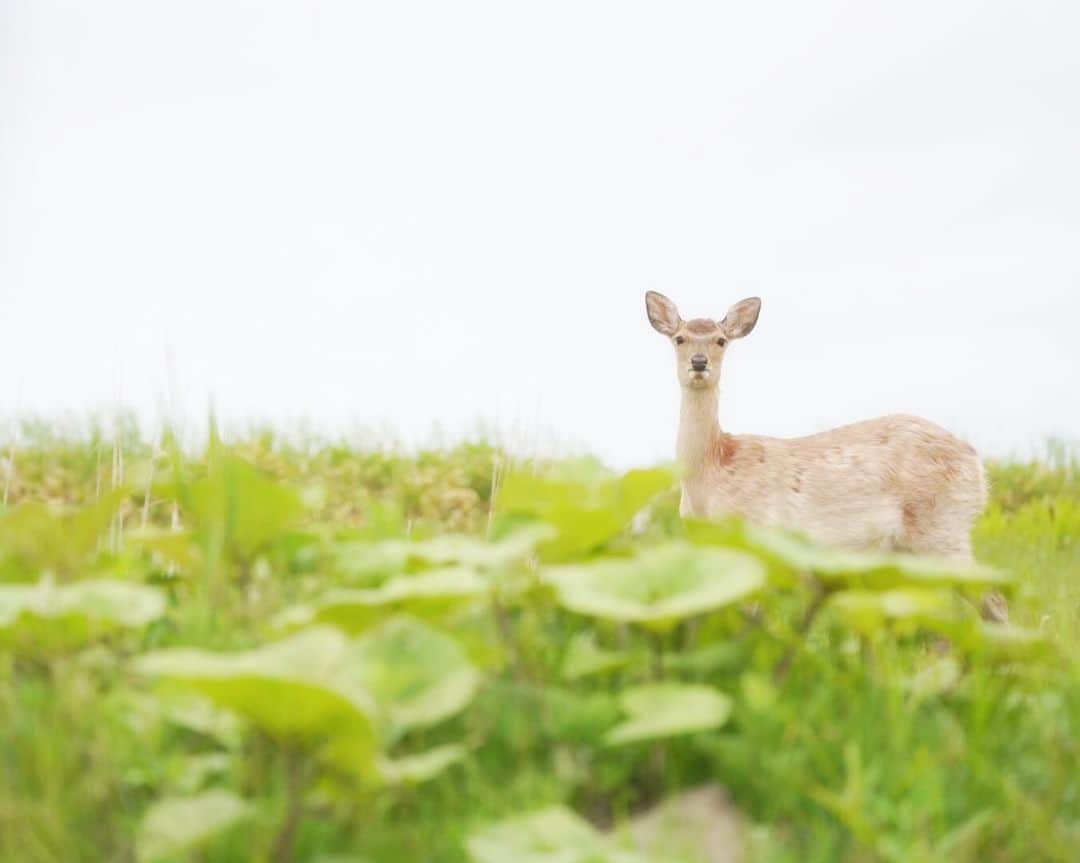 Hikaruさんのインスタグラム写真 - (HikaruInstagram)「I met a Japanese deer. . Good morning. Today, have a nice day. . #discojver#deer#yourshotphotographer #bbcearth #wildlife#animals #instagram#instagramjapan#igersjp #東京カメラ部#tokyocameraclub #natgeo#yourshotphotographer#sony #bealpha #sonyalpha #pashadelic #naturephotography #naturegeography #photogrena_nature #photo_shorttrip#japan #visitjapanjp#hokkaido#写真好きな人と繋がりたい」6月13日 6時14分 - hikaru__satoh
