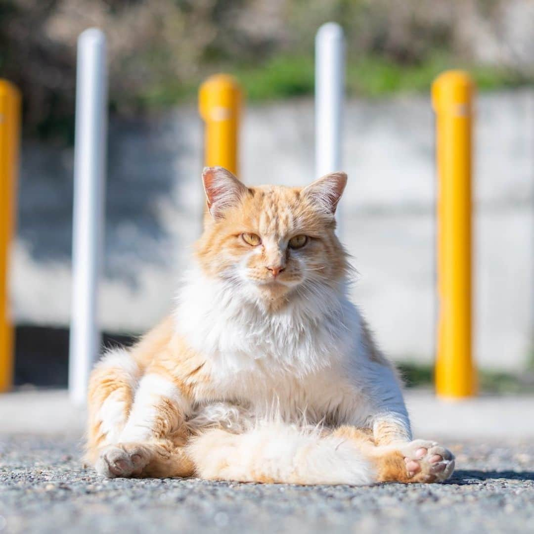 末吉 弦太さんのインスタグラム写真 - (末吉 弦太Instagram)「おっさん座り  #僕らの居場所は言わにゃいで ・ 外で暮らす動物たちの写真をインターネット上で公開する際は、虐待や遺棄を考えている人たちがあなたの発信した情報を悪用する可能性について考慮し、具体的な地名や位置情報などを伏せるようご配慮をお願い申し上げます。 ・ When you post the photo of stray cat, Please Don’t publish about location. If Abusers find your photo.They will come to hurt strays. Please save the life of animals !! ・ 为了在外生存的流浪猫和其它动物们能够平静的生活，请不要公开摄影的场所. ・ 길 고양이나 야외 생활을 하고 있는 동물들의 편안한 생활을 위해 촬영 장소는 공개하지 않도록 하겠습니다. ・ หากคุณถ่ายรูปแมวจรจัด กรุณาอย่าลงสถานที่ที่คุณได้ถ่ายพวกเค้าไว้ เนื่องจากอาจมีคนใจร้ายไปทำอันตรายต่อแมวได้ มาช่วยกันอนุรักษ์แมวกันนะครับ」6月13日 6時15分 - gtx_777r