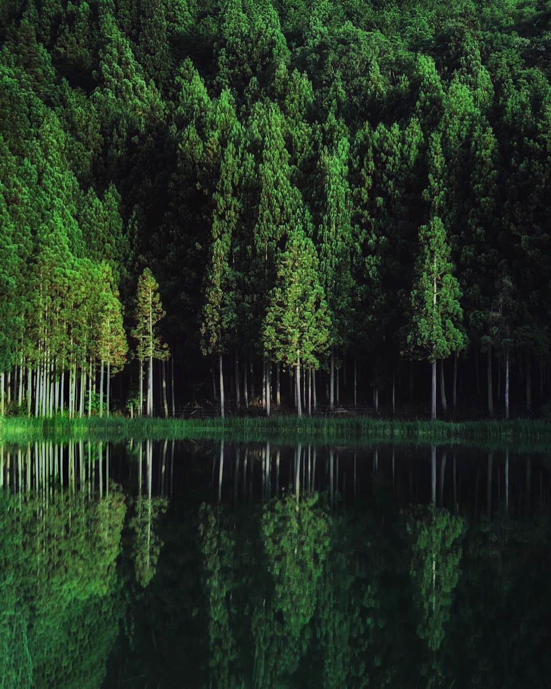Koichiのインスタグラム：「. . Green silence . . #BeautifulJapan #ShotOniPhone . Attachment lens by @tokyo_grapher Tele Lens 50mm #TG_Tele #ShotOn_TG .」