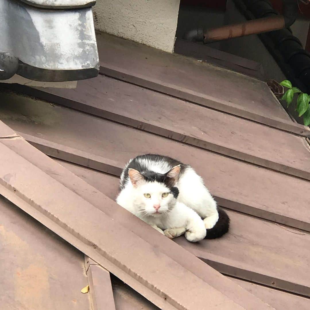 栗原まもるのインスタグラム：「裏のお寺の子。 お寺にはたぶんもっと猫が住んでます。 でも屋根でよく見るのはこの子。」