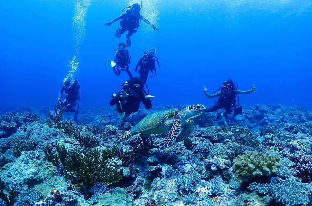 寺島速人さんのインスタグラム写真 - (寺島速人Instagram)「透明度というか透明な海でウミガメ！ 西表島はもう一段階綺麗 #西表島 #ダイビング #diving #ウミガメ」6月12日 21時50分 - hayato_terashima