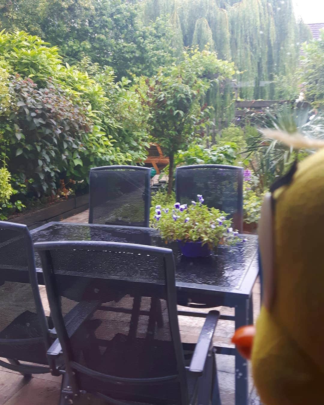 Little Yellow Birdさんのインスタグラム写真 - (Little Yellow BirdInstagram)「Rainy day... #littleyellowbird #tweety #tweetykweelapis #adventures #yellow #bird #rain #rainyday #wednesday #humpday #summer #june #dutch #dutchsummer #depressing #stuffedanimalsofinstagram #plushiesofinstagram」6月12日 21時47分 - tweetykweelapis