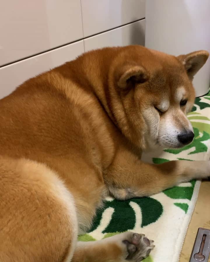 shibainu berryのインスタグラム