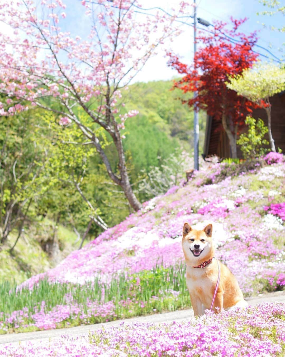 柴犬 ゆりのインスタグラム：「2019.6.12 今日もいちにちお疲れさまでした😌  Location：岐阜県(2019.5.23撮影)  #芝桜 #柴犬 #犬 #風景 #shibainu #shibastagram #dog #dogstagram #dogsofinstaworld #dogsofinstagram #scenery #landscape #flowers #team_jp_ #tokyocameraclub #instagramjapan #igersjp #bestjapanpics #japan_daytime_view #japan_of_insta #visitjapanjp #pecoいぬ部 #マーフィいぬぞら #花とうちの子 #ipet #今日のうちの子🐶🐱 #ペティオ柴公園 #ビューティープロコンテスト」