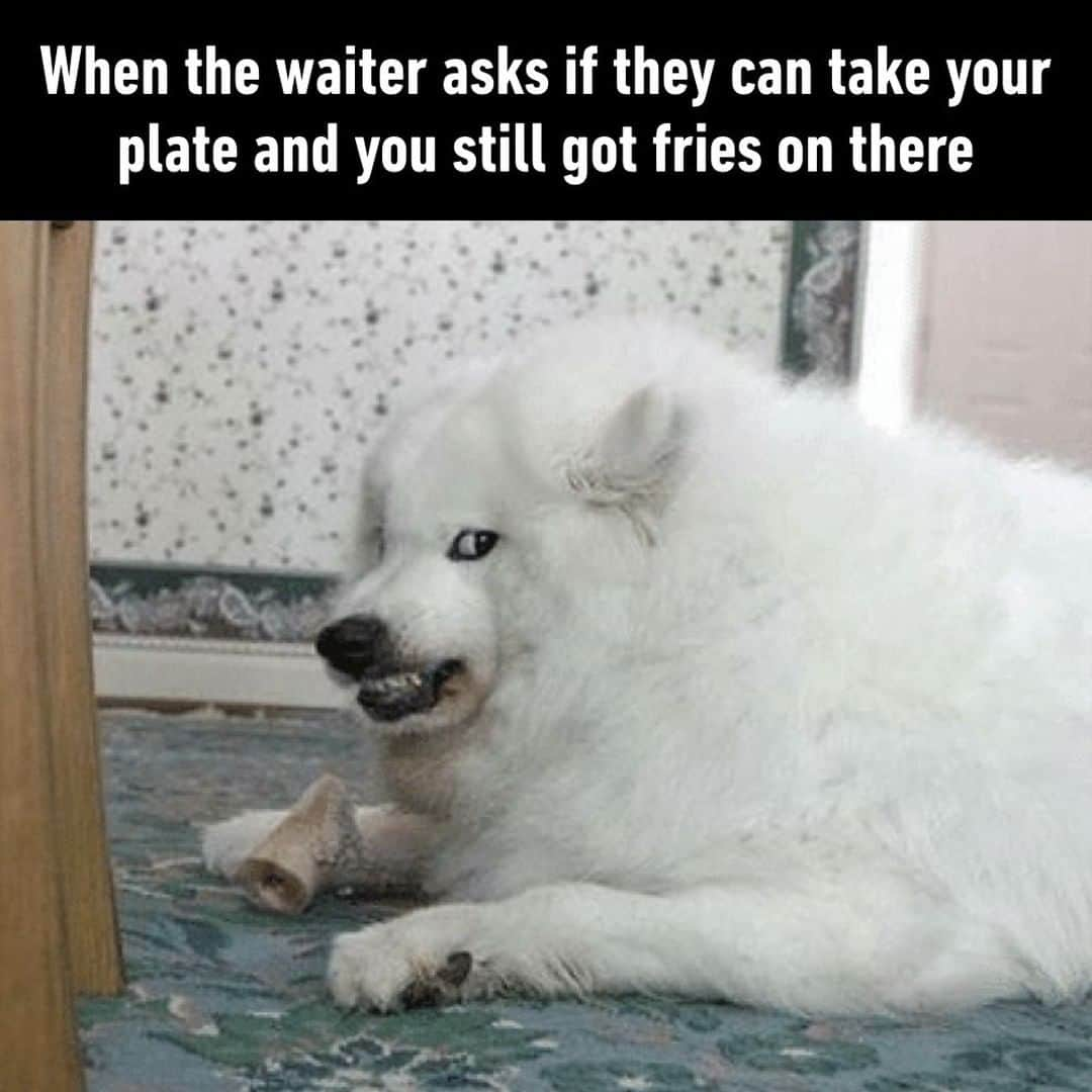 9GAGさんのインスタグラム写真 - (9GAGInstagram)「I'm gonna bite your damn hand⠀ #dining #fries #dog #9gag」6月12日 22時00分 - 9gag