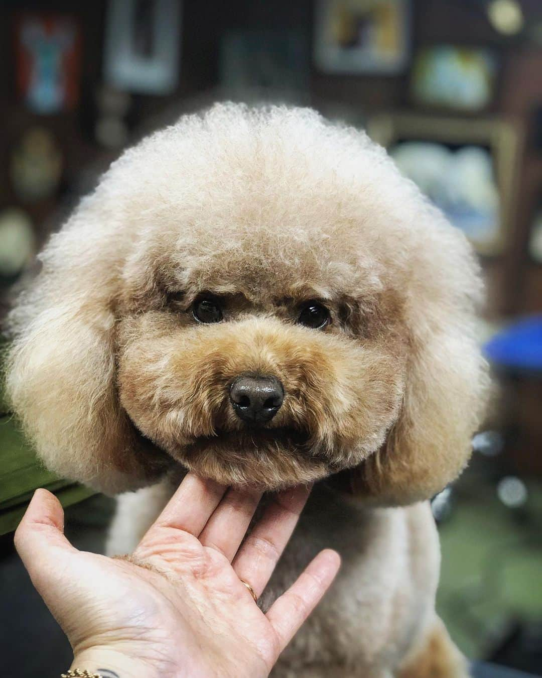 JessRonaGroomingさんのインスタグラム写真 - (JessRonaGroomingInstagram)「I married a poodle.」6月12日 22時13分 - jessronagrooming