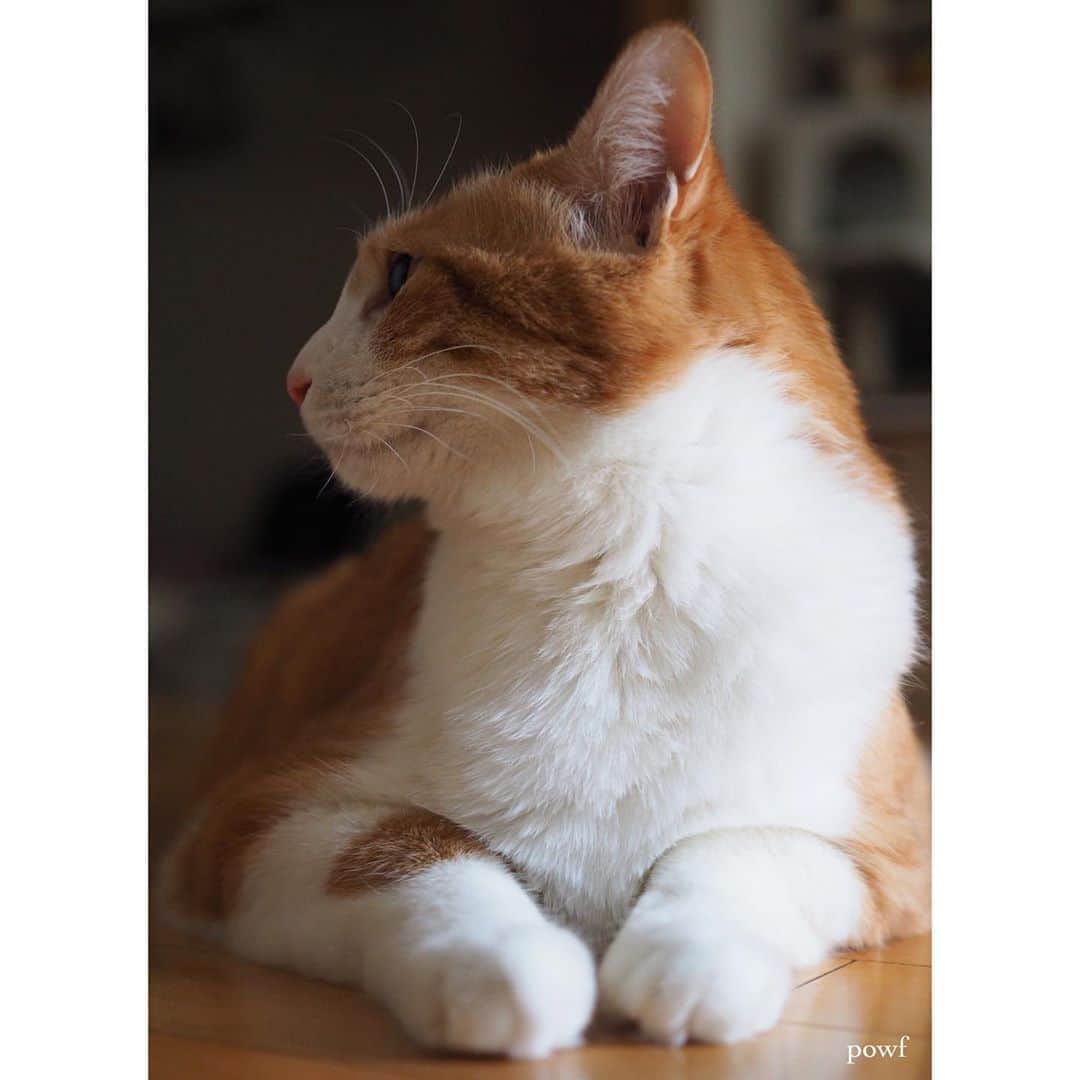 anemone_69のインスタグラム：「. #ハカセとキョウジュ #茶トラ白 #茶白 #cat #猫 #保護猫 . . .」