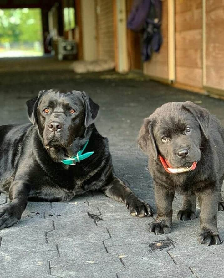 World of Labradors!さんのインスタグラム写真 - (World of Labradors!Instagram)「Meet Beau! - @ripple.the.lab」6月12日 22時34分 - worldoflabs