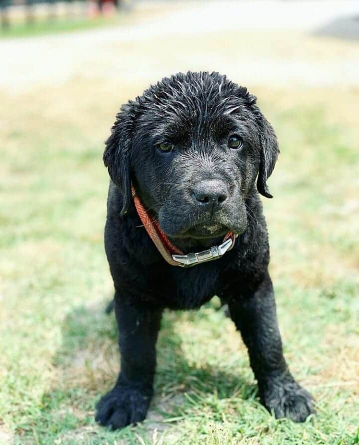 World of Labradors!さんのインスタグラム写真 - (World of Labradors!Instagram)「Meet Beau! - @ripple.the.lab」6月12日 22時34分 - worldoflabs