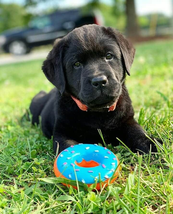 World of Labradors!さんのインスタグラム写真 - (World of Labradors!Instagram)「Meet Beau! - @ripple.the.lab」6月12日 22時34分 - worldoflabs